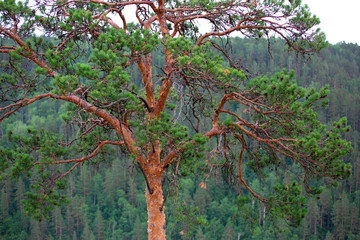 Tree in the forest on mountains. 