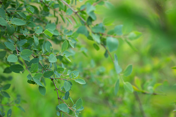 green leaves, suitable for floral background