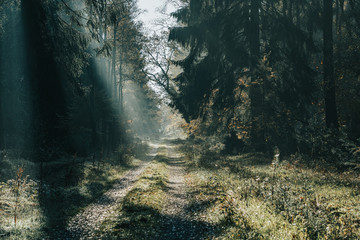 Heavy morning fog on pathway inside Luneberg Heide Forests woodland in Germany