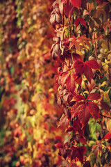 Wild grape red leaves