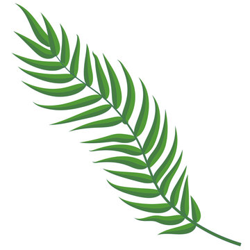 Green palm tree branch