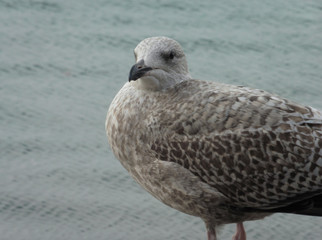 Seagull on pier