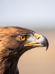 Eagle Portrait