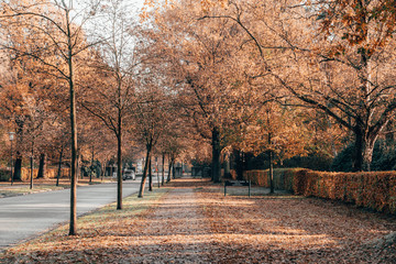 Yellow leaves alley pathway in Ohlsdorf Cemetery during fall in Hamburg city, Germany