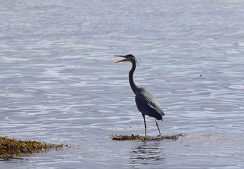 Great Blue Heron standing in water off the shore with open beak