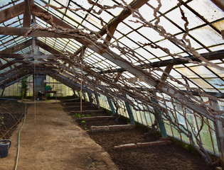 Inside of a traditional greenhouse in winter for growing grapes in Overijse, Belgium