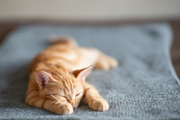 Cute red kitten with classic marble pattern sleeps on sofa. Adorable little pet. Cute child animal
