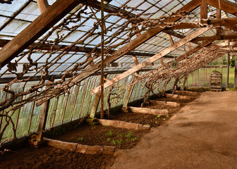  inside of a traditional greenhouse in winter for growing grapes in Overijse, Belgium