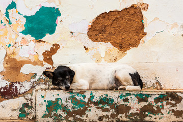 Brazilian stray dog sleeping next to colorful wall in ruins