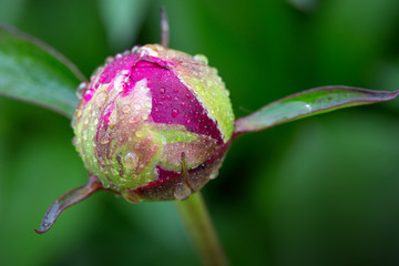 Macro photo on red peony isolated on green background.