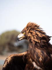 Eagle Portrait