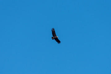 Andean condor flying over a blue sky