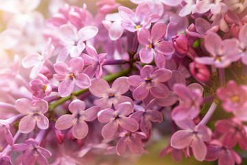 lilac flowers, closeup view, suitable for floral background
