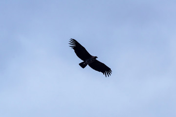 Andean condor flying over a blue sky
