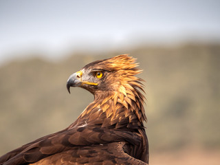 Eagle Portrait
