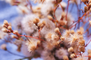 fluffy thistle and dandelion flowers and seeds closeup, suitable for floral background