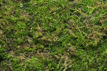 Juicy green forest moss top view