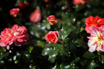 Bush of pink roses on a background of green foliage close-up. Greeting card for Valentine's day. Fragrant roses in bloom in the garden. Declaration of love. Live wall
