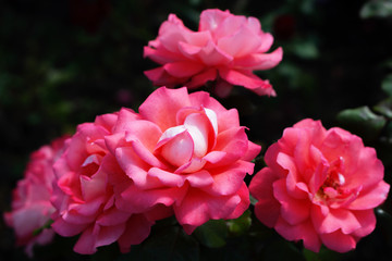 Bush of pink roses on a background of green foliage close-up. Greeting card for Valentine's day. Fragrant roses in bloom in the garden. Declaration of love. Live wall