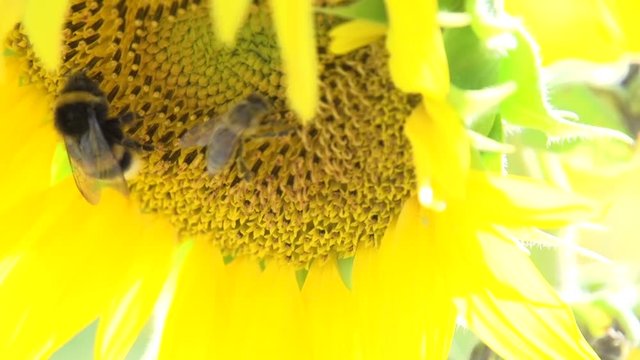 Biene Hummel Sonnenblume