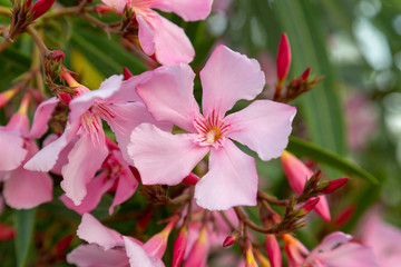 Naklejka na ściany i meble Oleander flowers on a tropical island.