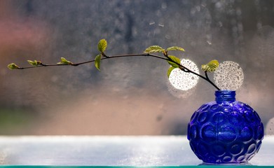 A branch with green leaves in a blue glass vase against the background of a window and raindrops. Spring branch with buds on a blurred background. Spring still life.