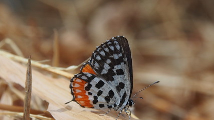 butterfly on leaf