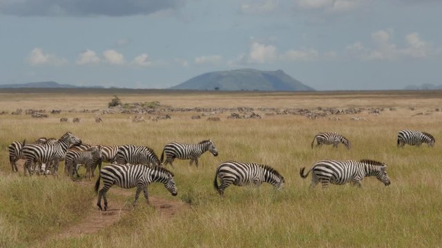 Lots of Zebras in Serengeti National Park Tanzania