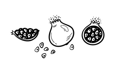 Pomegranate Fruit Vector Set. Hand Drawn Doodle Pomegranates. Black and White Fruits. Healthy Summer Food Collection