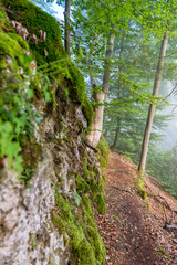 Wanderweg an Felswand im Wald des Altmühltals.