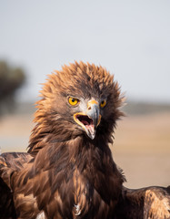 Fototapeta premium Eagle Portrait