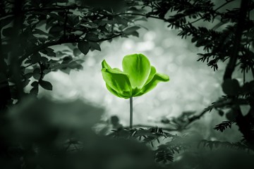 Green tulip hope symbol for environment nature climate change. Resurrection power of life....