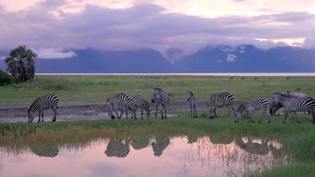 Zebras drinking at nightfall in the pool in Serengeti National Park Tanzania