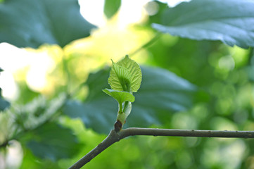 Young shoot of mulberry (Morus sp) from Central of Thailand