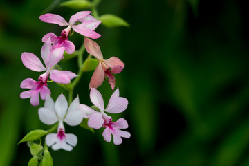Orchid flowers that are colorful in nature.
