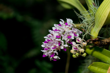 Orchid flowers that are colorful in nature.