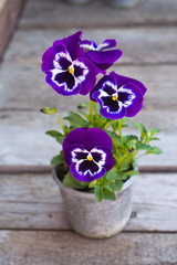 Colorful flowers pansies in a pot. Violas or Pansies Closeup in a Garden. Gardening.