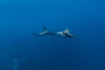 Fototapeta premium Mobula ray, Pico island, Azores.
