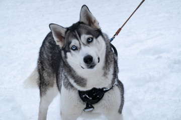 Siberian husky dog with blue eyes on a background of white snow. Selective focus.