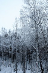 Fototapeta na wymiar winter trees in the fog