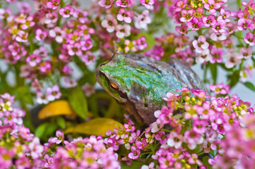 European green tree frog (Hyla arborea formerly Rana arborea) lurking for prey in natural...