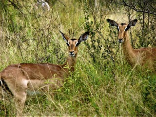 PARC KRUGER - Impala