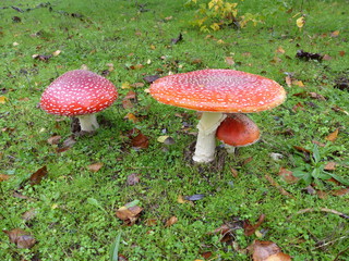 Champignon Amanite tue-mouches amanita muscaria