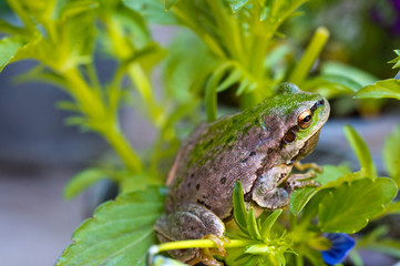 European green tree frog (Hyla arborea formerly Rana arborea) lurking for prey in natural environment. Tree frog in flowers in the garden.
