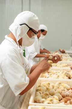 Chick Inspection In Poultry Farm