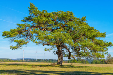 Fototapeta na wymiar Großer Baum auf trockender Wiese mit Windrädern im Hintergrund.