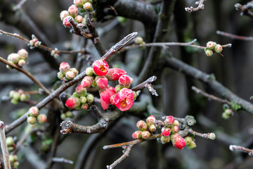 Bourgeonner en hiver