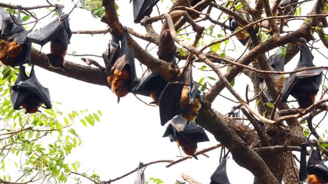 Groups of Lyle's Flying Foxes hanging on a branch