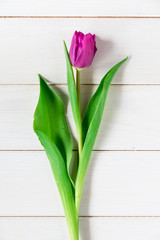 Purple tulip on wooden table. Top view