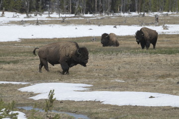 Buffalo in yellowstone, wyoming, USA